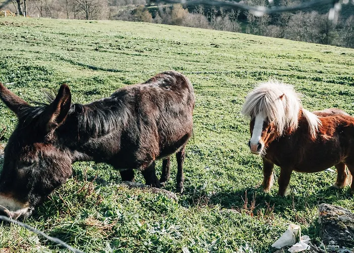 פארק נופש Alqueiturismo - *